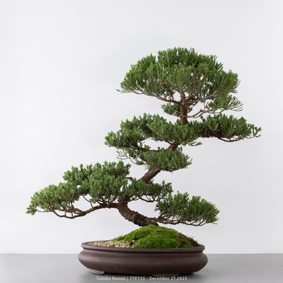 台灣真柏｜TTP7353