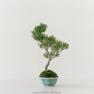 雀舌黃楊｜BHP5216