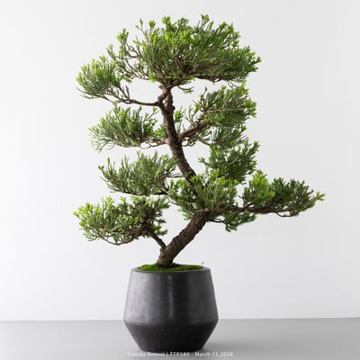 臺灣真柏｜TTP5804