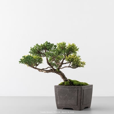 紀州真柏｜TPA5589