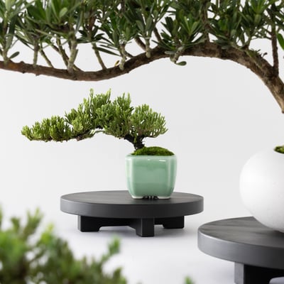 円座 Orb Stand｜圓座植物展示座11