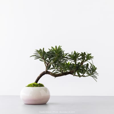 晶鑽羅漢松｜FP5269