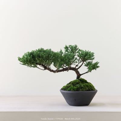 台灣真柏｜TTP5394