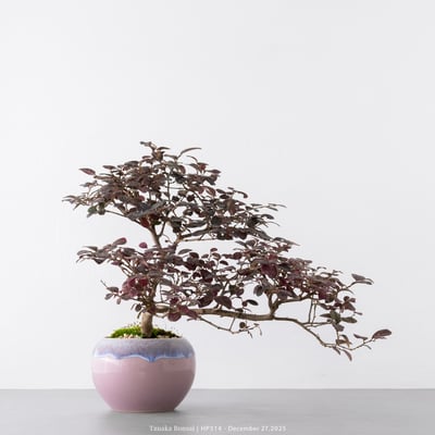 紅花繼木｜HP5145