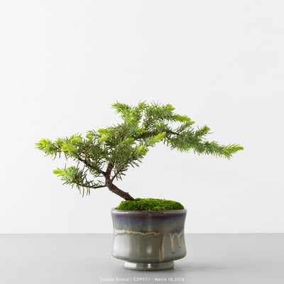 黃金杜松｜GDP5514