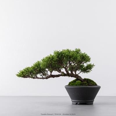 紀州真柏｜TPA5346