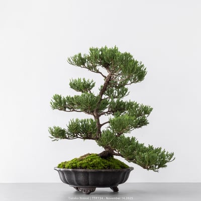 台灣真柏｜TTP7344