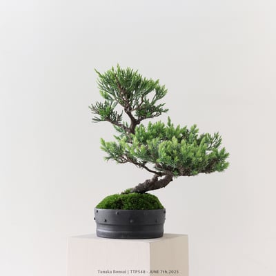 台灣真柏｜TTP5486