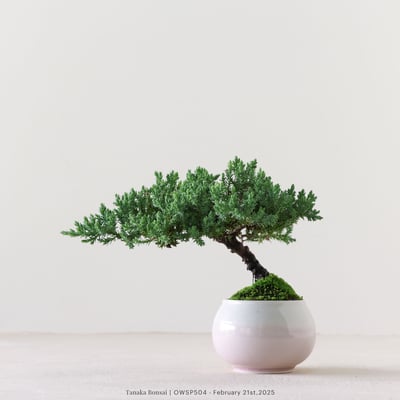 【官網限定】珍珠柏｜OWSP5043