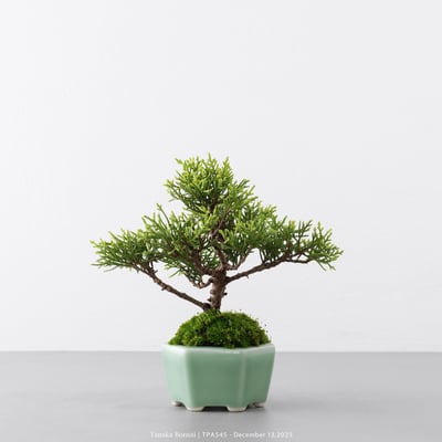 紀州真柏｜TPA5456