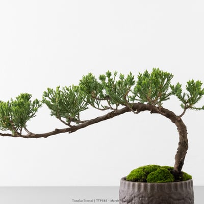 臺灣真柏｜TTP5832