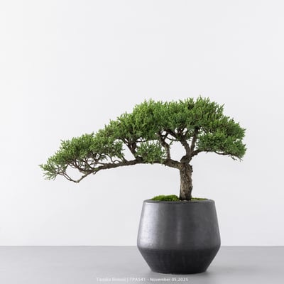 紀州真柏｜TPA5411