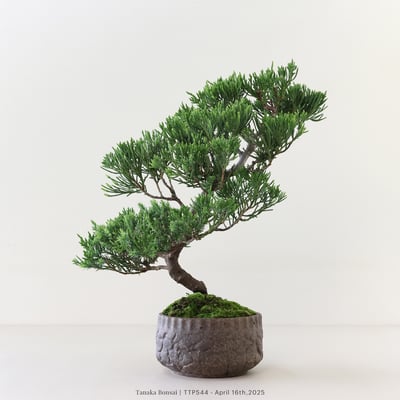 台灣真柏｜TTP5446