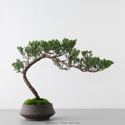 臺灣真柏｜TTP5881