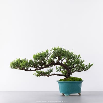 台灣真柏｜TTP5626