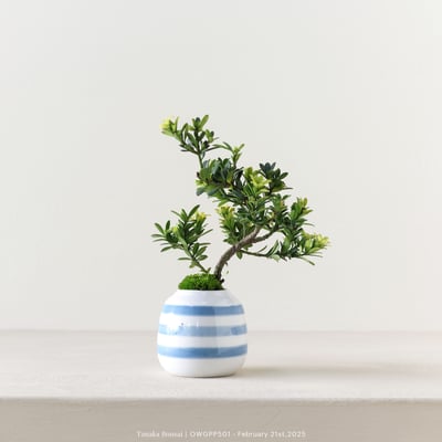 【官網限定】綠鑽羅漢松｜OWGPP5012