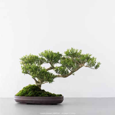 雀舌黃楊｜BHP7074