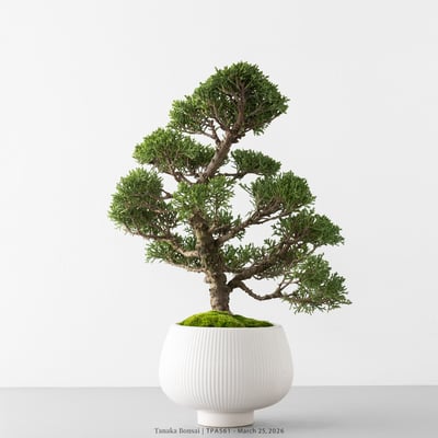 紀州真柏｜TPA5615