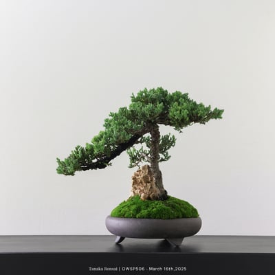 【官網限定】珍珠柏｜OWSP5064