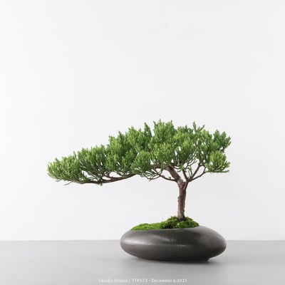 台灣真柏｜TTP5734