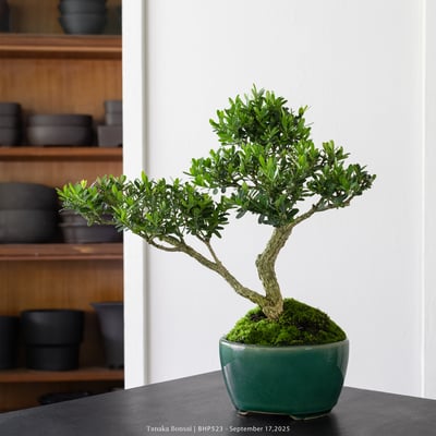 雀舌黃楊｜BHP5233