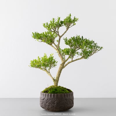 雀舌黃楊｜BHP5293