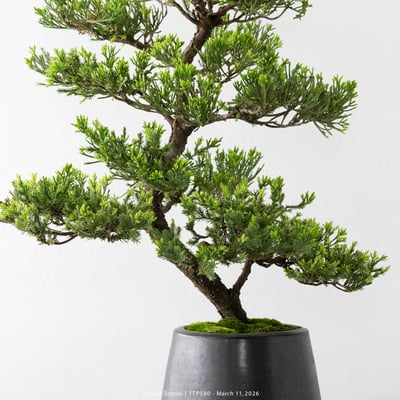 臺灣真柏｜TTP5808