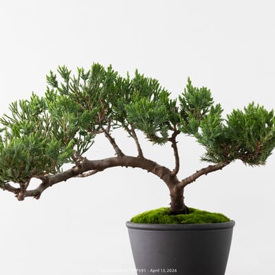 臺灣真柏｜TTP5914