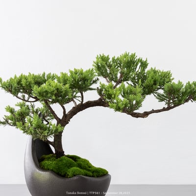 台灣真柏｜TTP5612