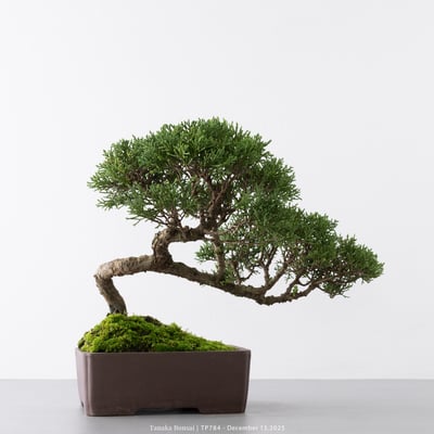 紀州真柏｜TP78410