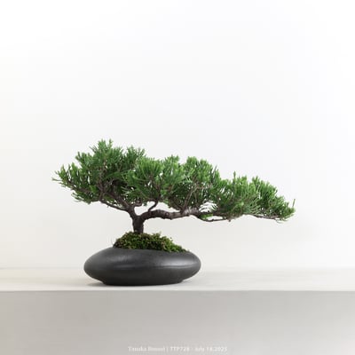 台灣真柏｜TTP7286