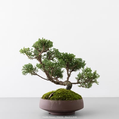 紀州真柏｜TPA5563