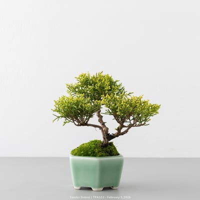 紀州真柏｜TPA5534