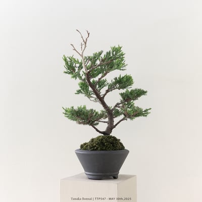 台灣真柏｜TTP5475