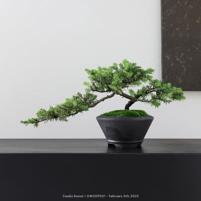 【官網限定】黃金杜松｜OWGDP5015