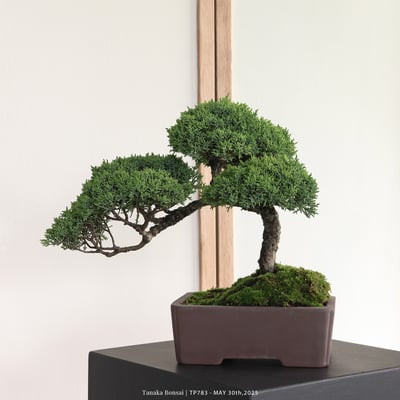 紀州真柏｜TP7834