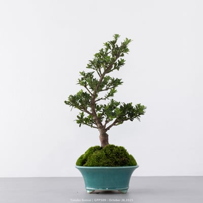 綠鑽羅漢松｜GPP5096