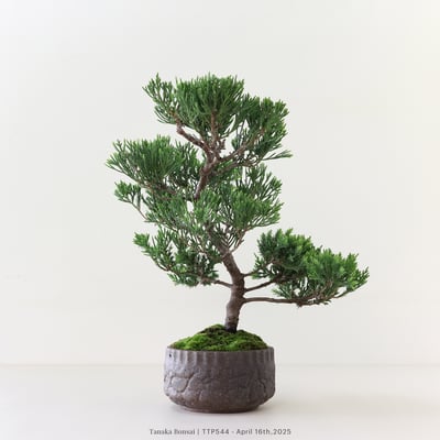 台灣真柏｜TTP5443