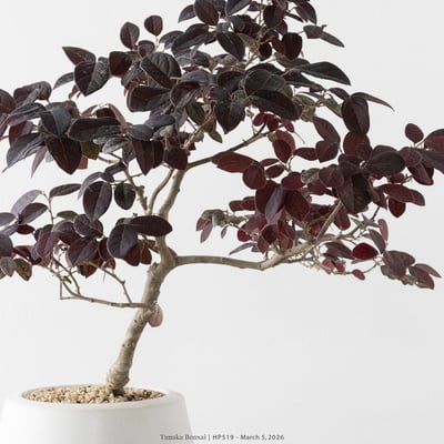 紅花繼木｜HP5198