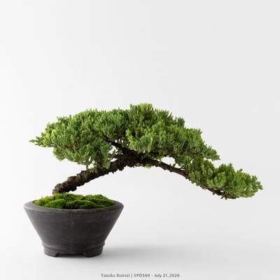 珍珠柏｜SPD5601