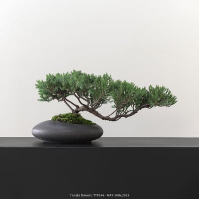 台灣真柏｜TTP5465