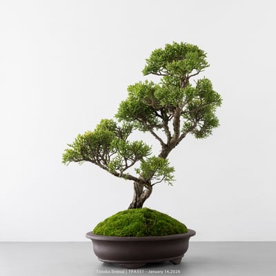 紀州真柏｜TPA5518