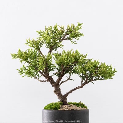 紀州真柏｜TPA5392