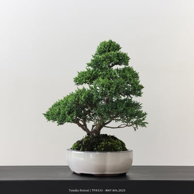 紀州真柏｜TPA5336