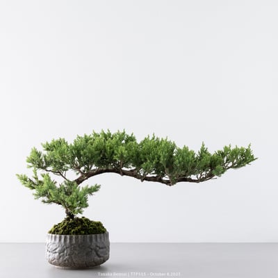 台灣真柏｜TTP5551