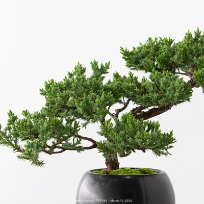 臺灣真柏｜TTP5818