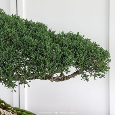 紀州真柏｜TP7823