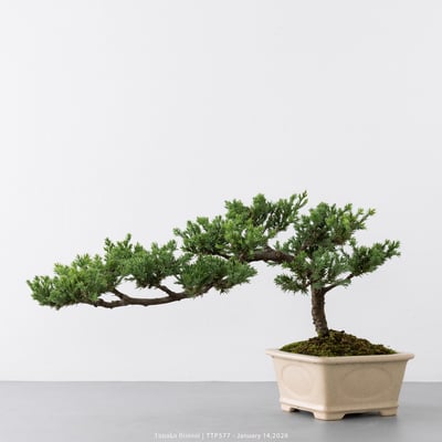 臺灣真柏｜TTP5774