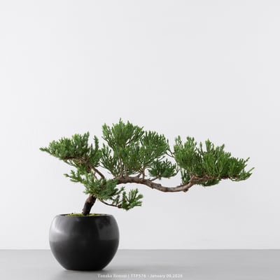 台灣真柏｜TTP5761