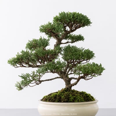 紀州真柏｜TPA5463